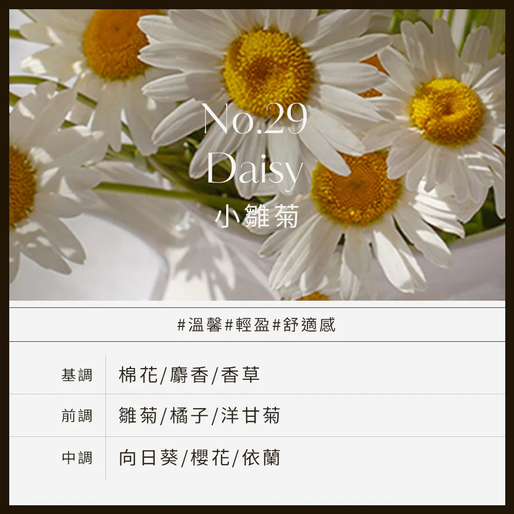 No.29_Daisy小雛菊