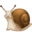 🐌